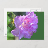 Roze Azalea Bloem Foto Briefkaart (Voorkant / Achterkant)