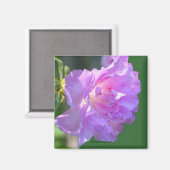 Roze Azalea bloem foto magneet (Voorkant / Achterkant)