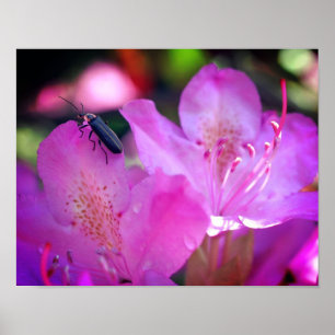 Roze Azalea bloemen bezoeken vuurvlieginsecten Poster