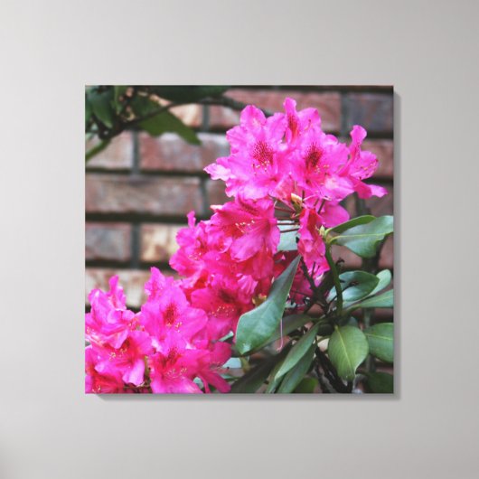 Roze Azalea Bloemen Canvas Afdruk (Voorkant)