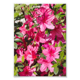 Roze azalea-bloemen foto afdruk