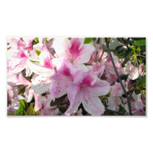 Roze Azalea Bloemen Kleuren Fotografie Prints Foto Afdruk