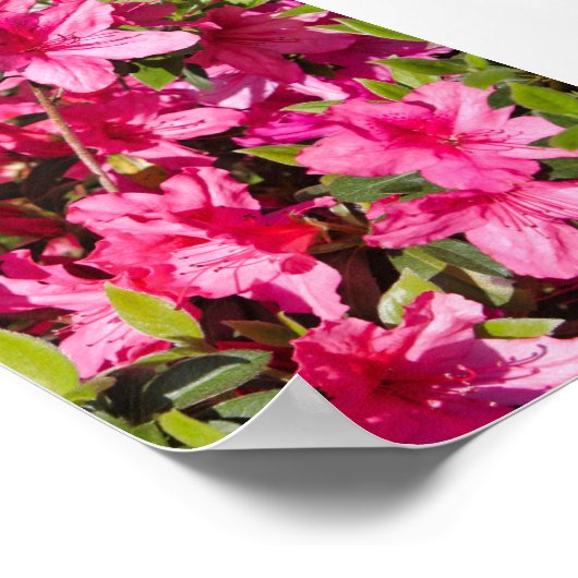 Roze azalea-bloemen poster (Hoek)