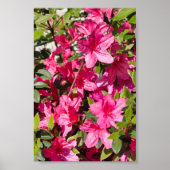 Roze azalea-bloemen poster (Voorkant)