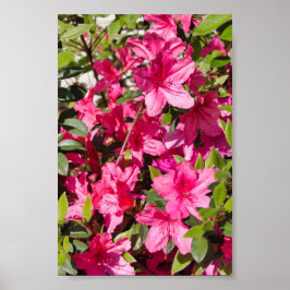 Roze azalea-bloemen poster