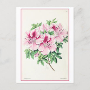 Roze Azalea Botanische Illustratie Vintage Briefkaart