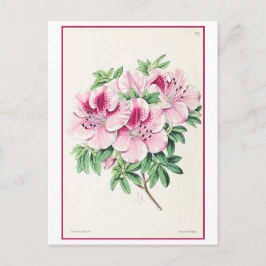 Roze Azalea Botanische Illustratie Vintage Briefkaart (Voorkant)