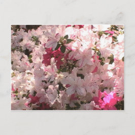 Roze Azalea Briefkaart