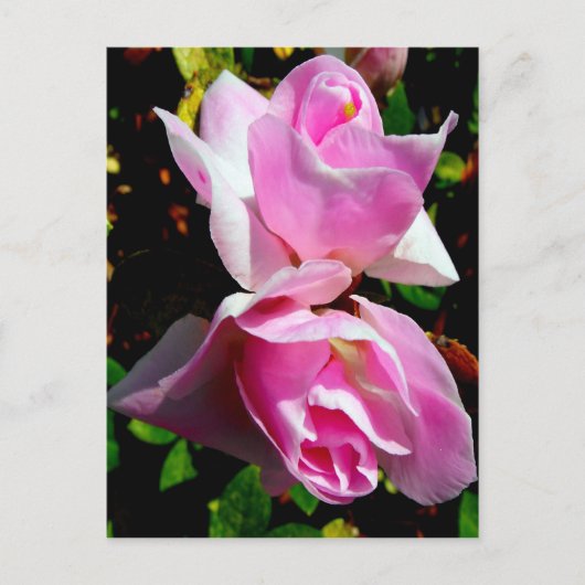 Roze Azalea Briefkaart (Voorkant)