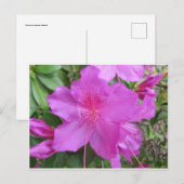Roze Azalea Briefkaart (Voorkant / Achterkant)