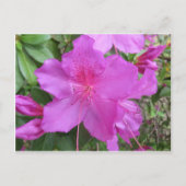 Roze Azalea Briefkaart (Voorkant)