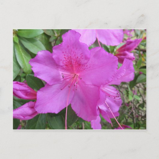 Roze Azalea Briefkaart (Voorkant)