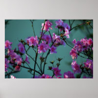 Roze Azalea en betekenis