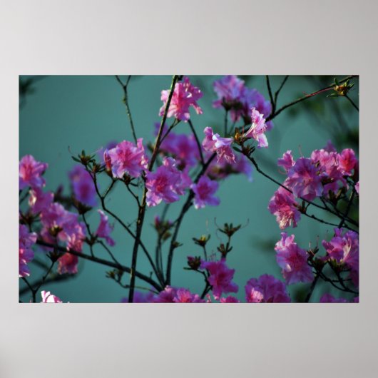 Roze Azalea en betekenis Poster (Voorkant)