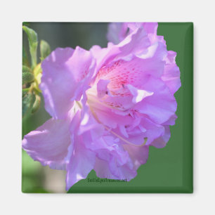 Roze Azalea Flower Photo Magnet