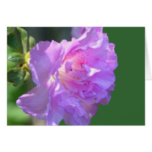 Roze Azalea Flower Photography Card