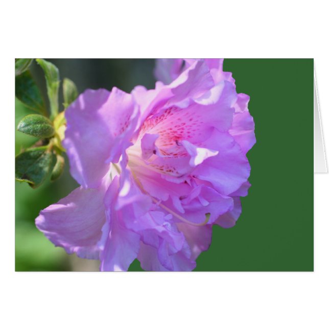 Roze Azalea Flower Photography Card (Voorkant Horizontaal)