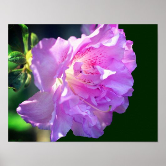 Roze Azalea Flower Poster (Voorkant)