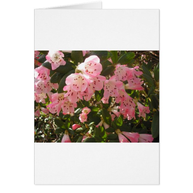 Roze Azalea Flowera (Voorkant)