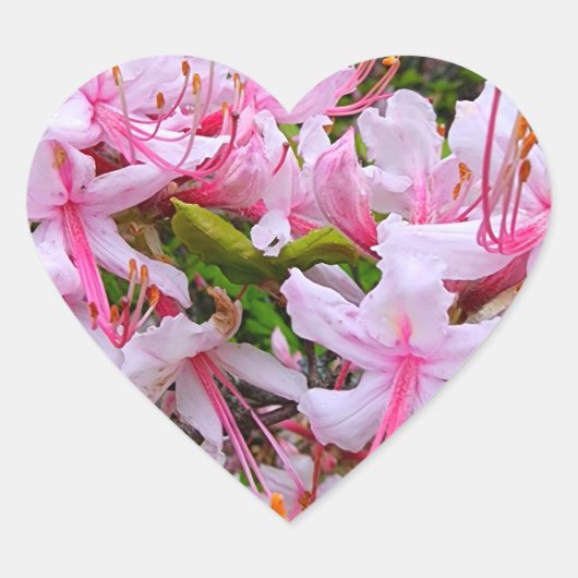 Roze Azalea Flowers Hart Sticker (Voorkant)