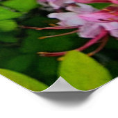 Roze Azalea Flowers Poster (Hoek)