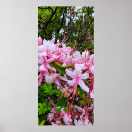Roze Azalea Flowers Poster