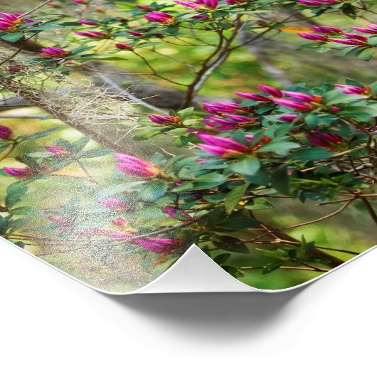 Roze Azalea in Bud Foto Afdruk (Hoek)