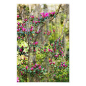 Roze Azalea in Bud Foto Afdruk (Voorkant)