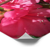 Roze Azalea Poster (Hoek)