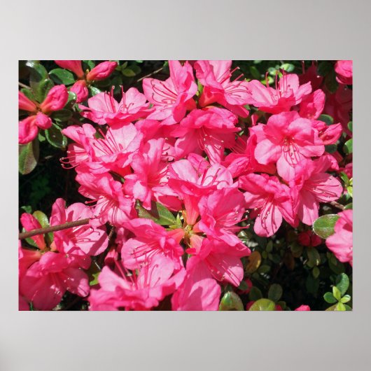 Roze Azalea Poster (Voorkant)