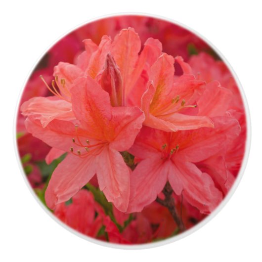 Roze Azalea Rhododendron Flowers Keramische Knop (Voorkant)