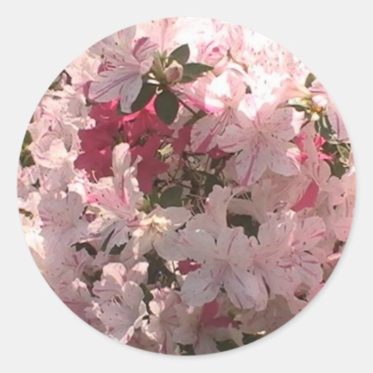 Roze Azalea Ronde Sticker (Voorkant)