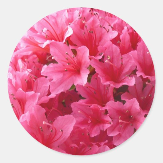 Roze Azalea Ronde Sticker (Voorkant)