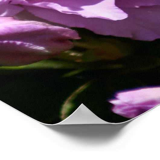 Roze Azalea Spring Flower Poster (Hoek)