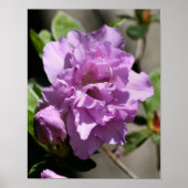 Roze Azalea Spring Flower Poster (Voorkant)