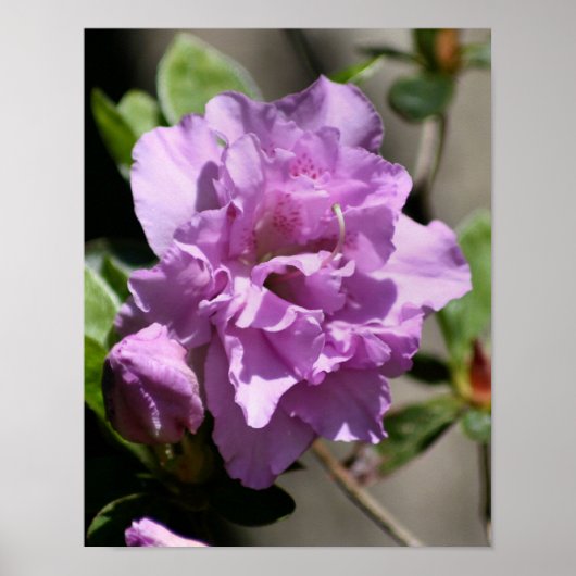 Roze Azalea Spring Flower Poster (Voorkant)