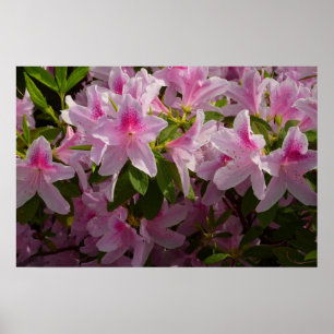 Roze Azalea Struik Lente Bloemen Poster