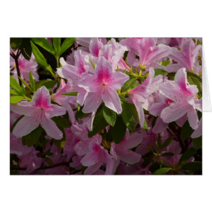 Roze Azalea Struik Spring Floral