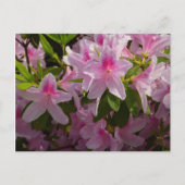 Roze Azalea Struik Spring Floral Briefkaart (Voorkant)