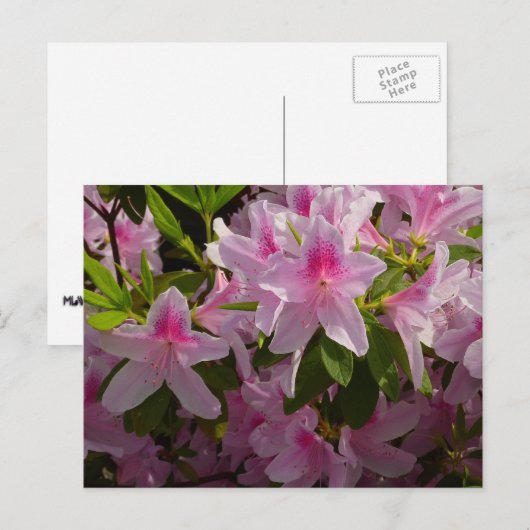 Roze Azalea Struik Spring Floral Briefkaart (Voorkant / Achterkant)