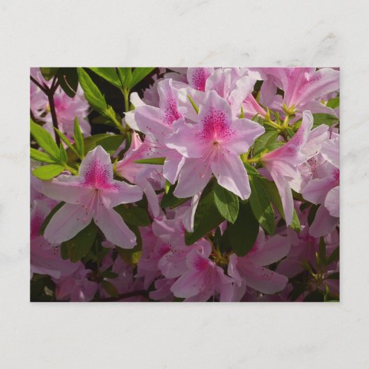 Roze Azalea Struik Spring Floral Briefkaart (Voorkant)