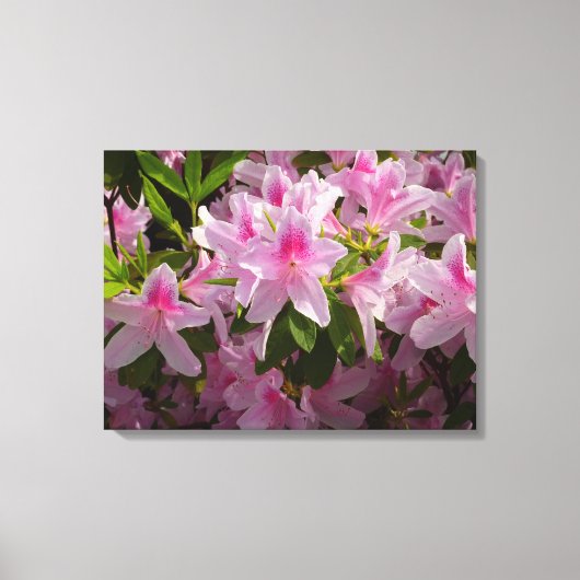 Roze Azalea Struik Spring Floral Canvas Afdruk (Voorkant)
