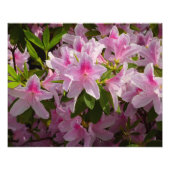 Roze Azalea Struik Spring Floral Foto Afdruk (Voorkant)