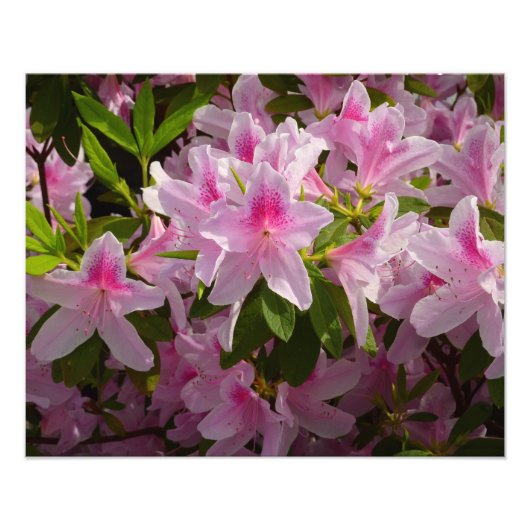 Roze Azalea Struik Spring Floral Foto Afdruk (Voorkant)