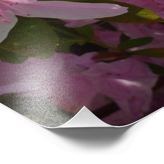 Roze Azalea Struik Spring Floral Foto Afdruk (Hoek)