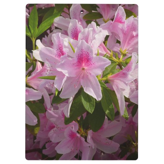 Roze Azalea Struik Spring Floral Klembord (Achterkant)