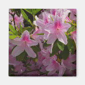 Roze Azalea Struik Spring Floral Magneet (Voorkant)