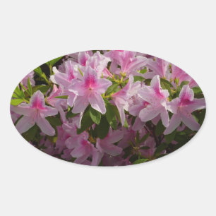 Roze Azalea Struik Spring Floral Ovale Sticker