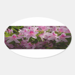 Roze Azalea Struik Spring Floral Ovale Sticker
