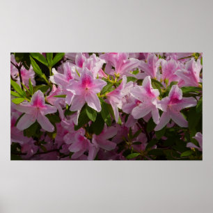 Roze Azalea Struik Spring Floral Poster